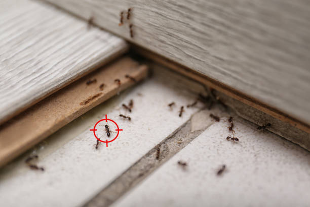 Pest Control Cost in Republic, MO